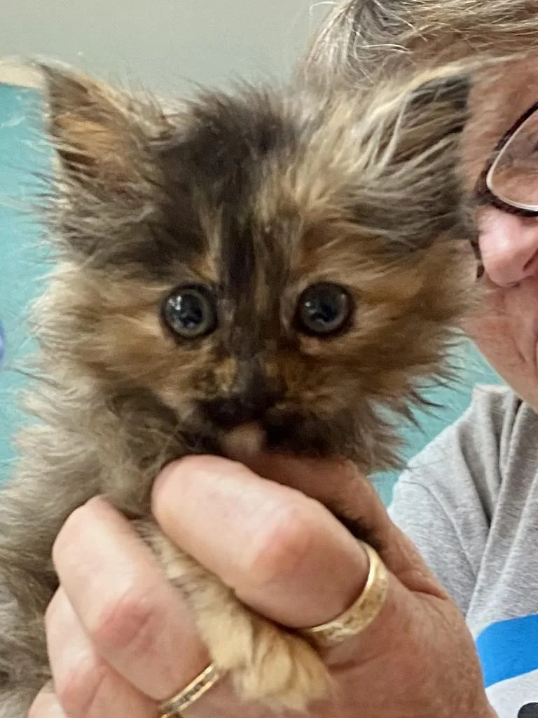 An adult medium-sized female Domestic Long Hair cat named Jade for adoption in Burnsville, NC