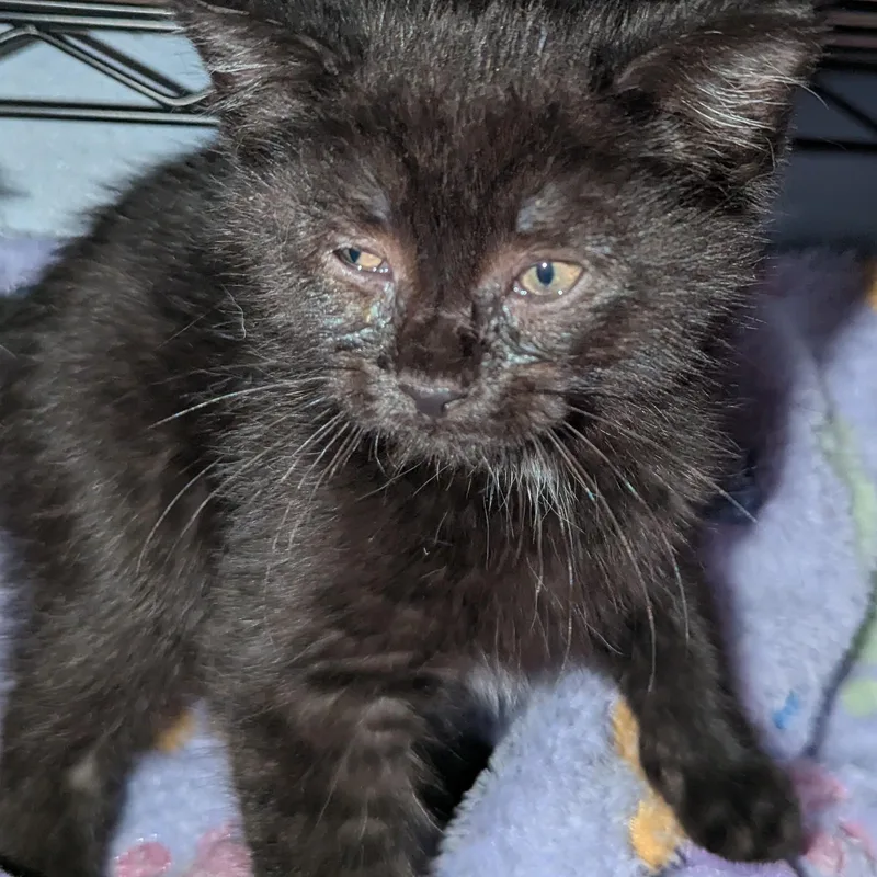 A baby medium-sized female Black Domestic Short Hair cat named Baby Nora for adoption in Keego Harbor, MI