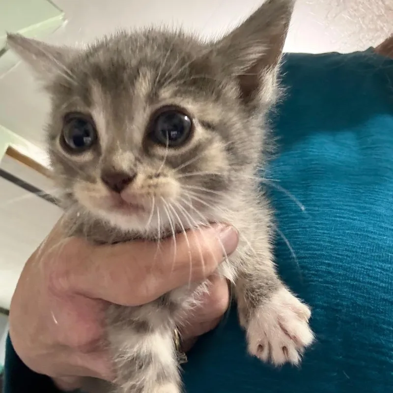 A baby small-sized female Gray / Blue / Silver Domestic Short Hair cat named Purranna for adoption in Ferndale, WA