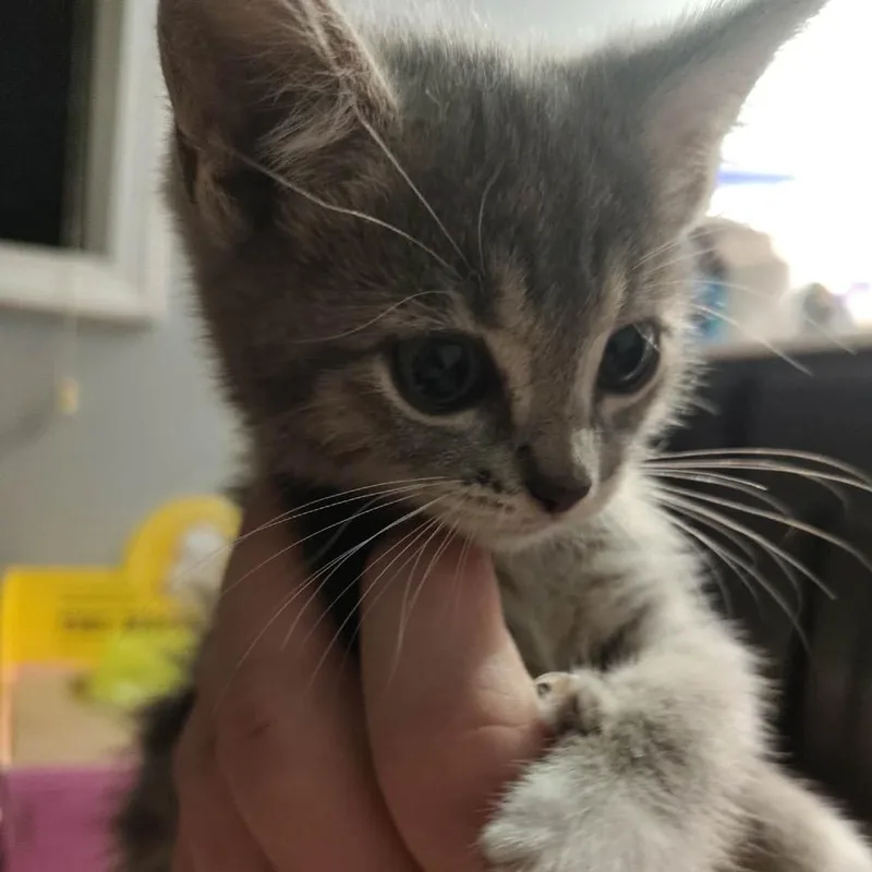Purranna thumbnail 2