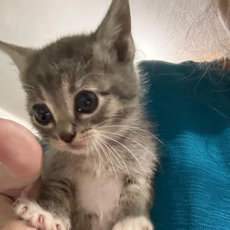 Purranna thumbnail 3