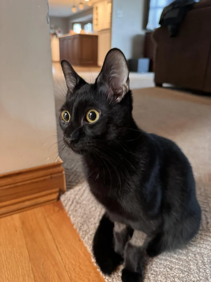 Brave Bear thumbnail 2