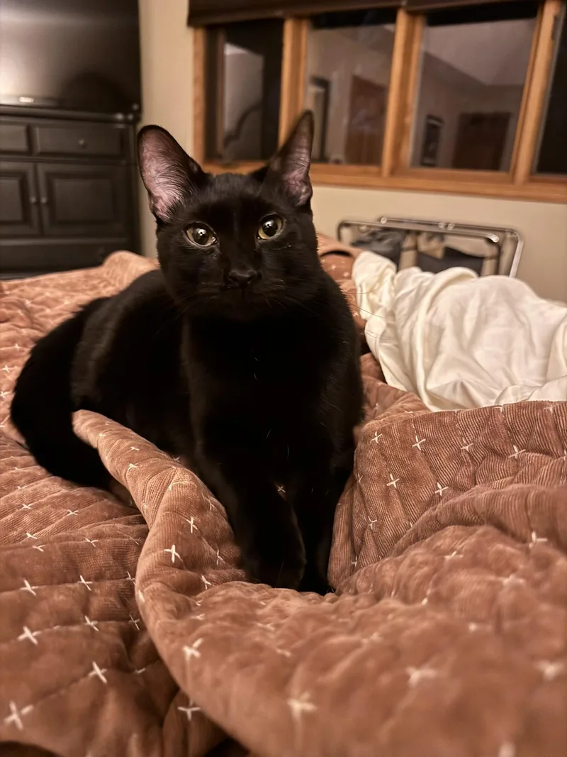 Brave Bear thumbnail 3