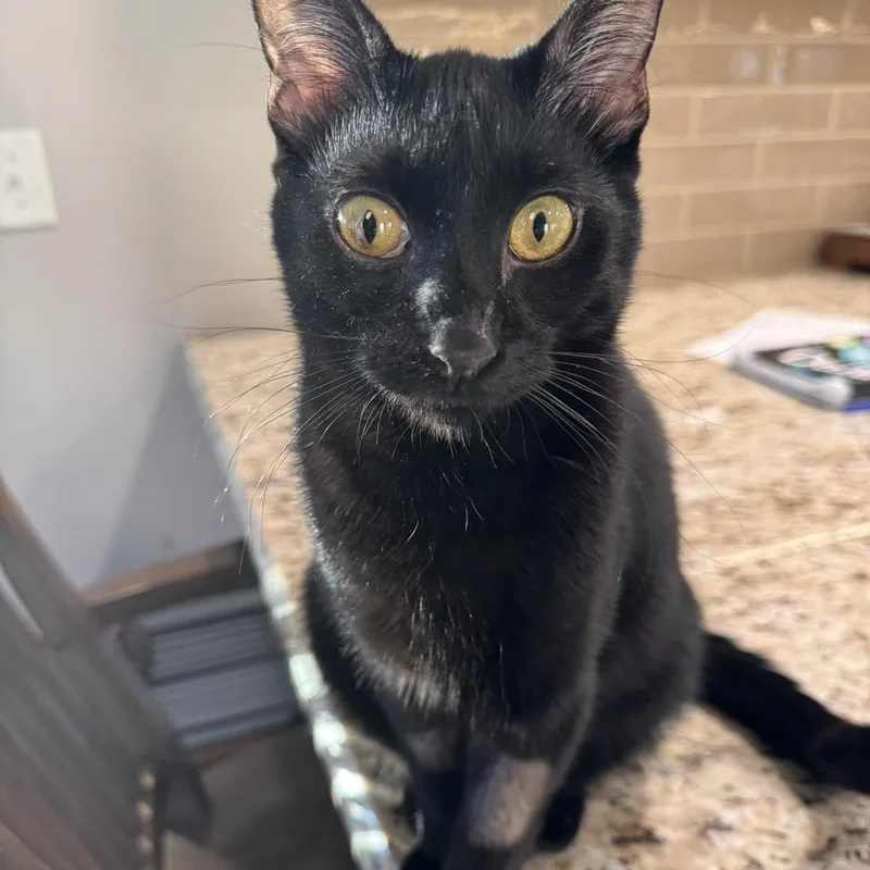 A baby medium-sized male Black Domestic Short Hair cat named Brave Bear for adoption in Mokena, IL