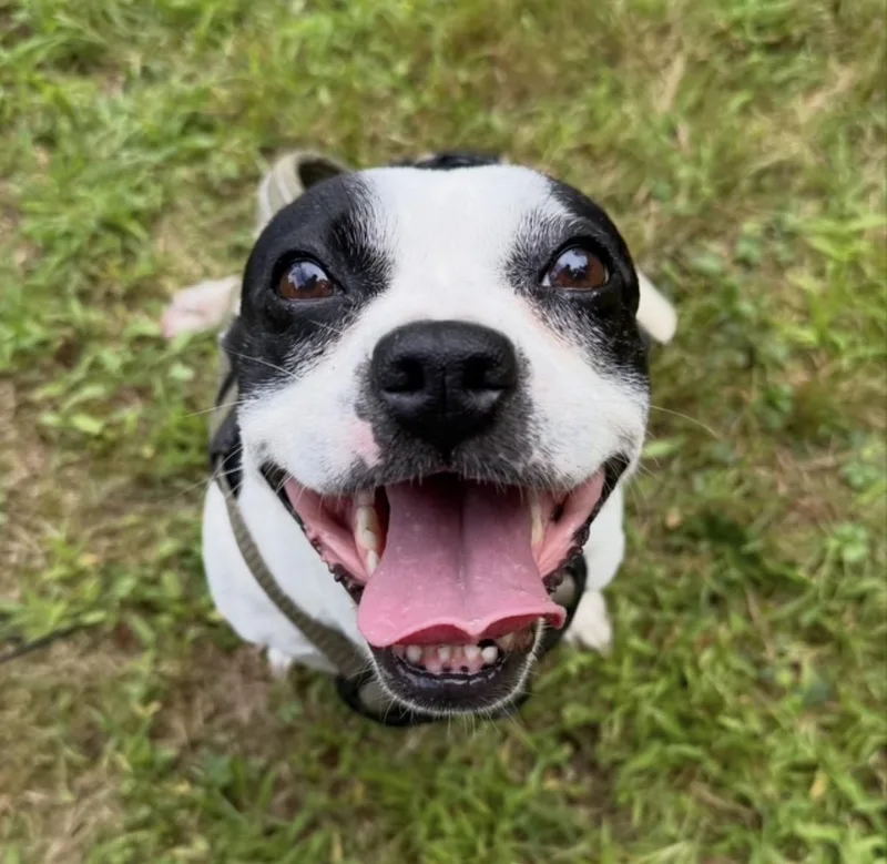 An adult small-sized female Black Boston Terrier dog named Strudel for adoption in Foster, RI