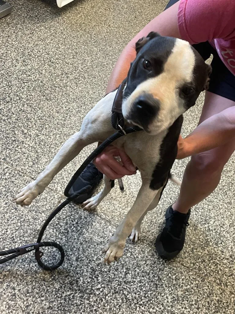 An adult medium-sized female Mixed Breed dog named Gracie for adoption in Columbia, TN