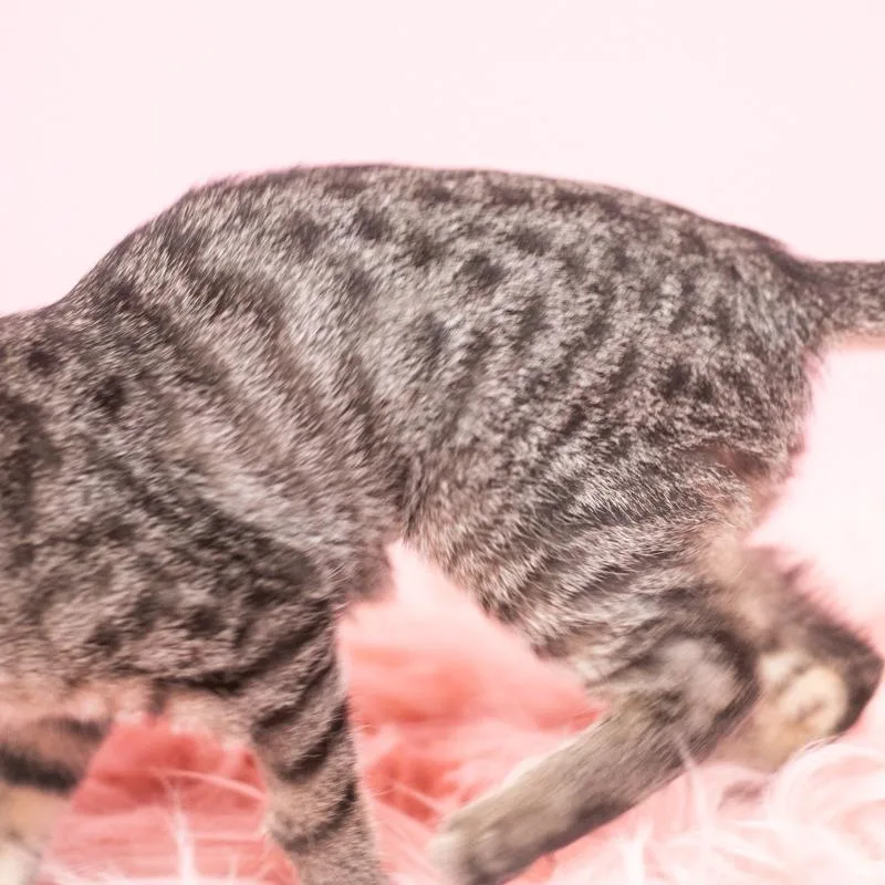 Birdie thumbnail 2
