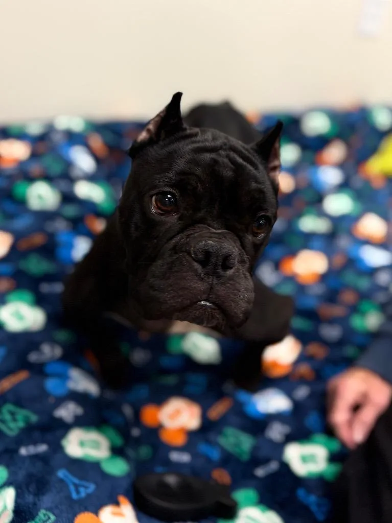 An adult small-sized female American Bulldog dog named Cecelia for adoption in Muskegon, MI