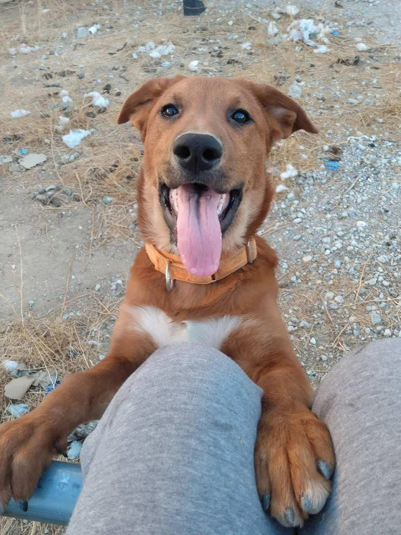 A baby large-sized male German Shepherd Dog dog named Decker for adoption in Anza, CA