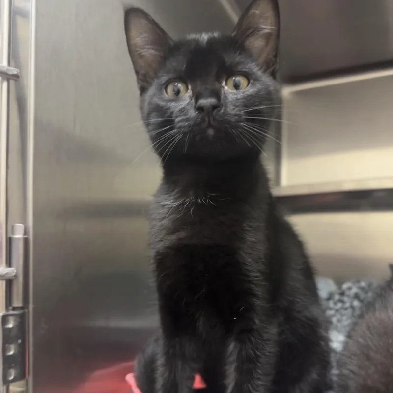 A baby small-sized male Black Domestic Short Hair cat named Eduardo for adoption in Middleburg, FL
