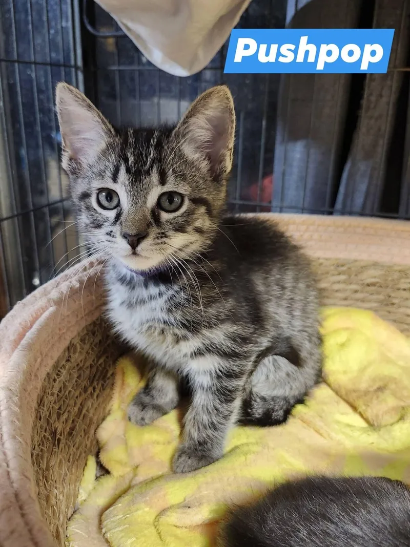 A baby medium-sized male Tabby (Brown / Chocolate) Tabby cat named Pushpop for adoption in Cosby, TN