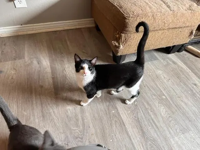 A young medium-sized male Domestic Short Hair cat named Bbq for adoption in Arlington, TX