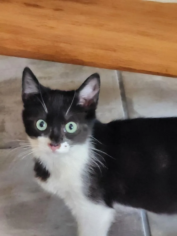 A baby small-sized male Domestic Short Hair cat named Rhett Butler for adoption in Albuquerque, NM