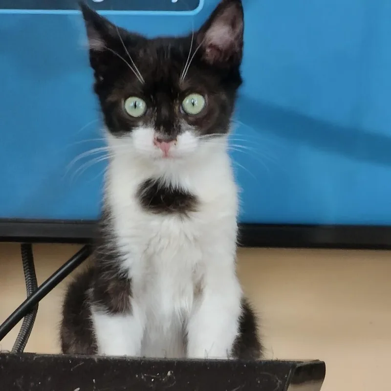 Rhett Butler thumbnail 2
