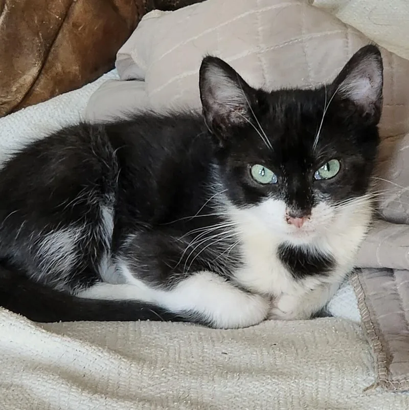 Rhett Butler thumbnail 4