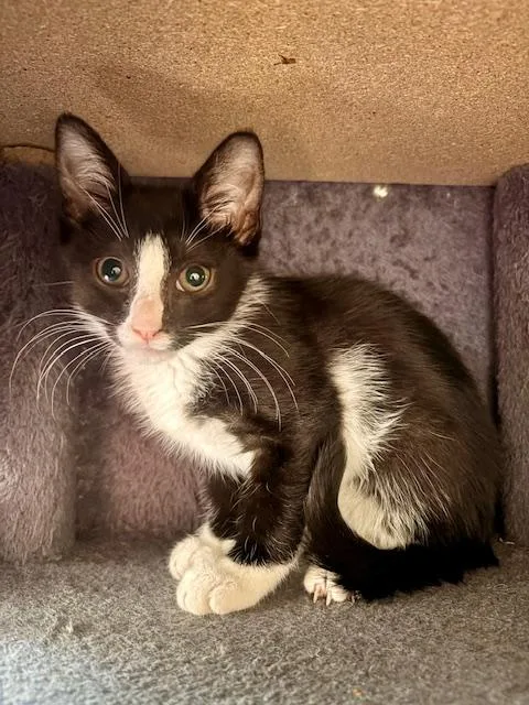 A baby medium-sized female Black & White / Tuxedo Domestic Short Hair cat named Yang for adoption in Lemoyne, PA