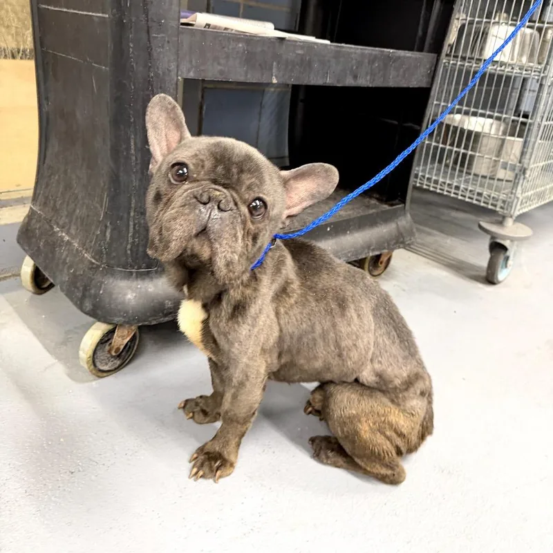 An adult medium-sized male French Bulldog dog named Muggles for adoption in Northbrook, IL