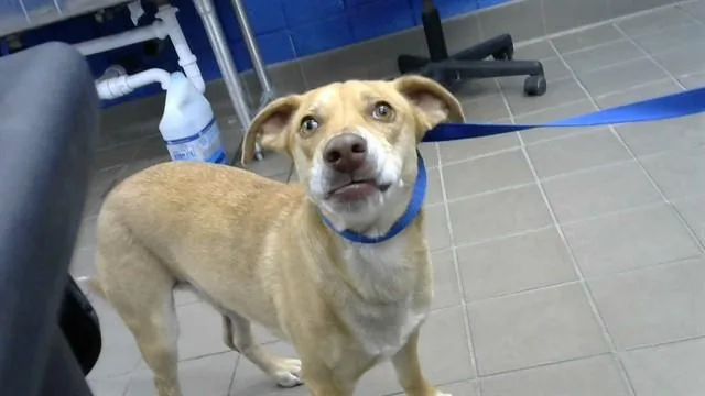 A young medium-sized male Beagle dog named Quincy for adoption in Albuquerque, NM
