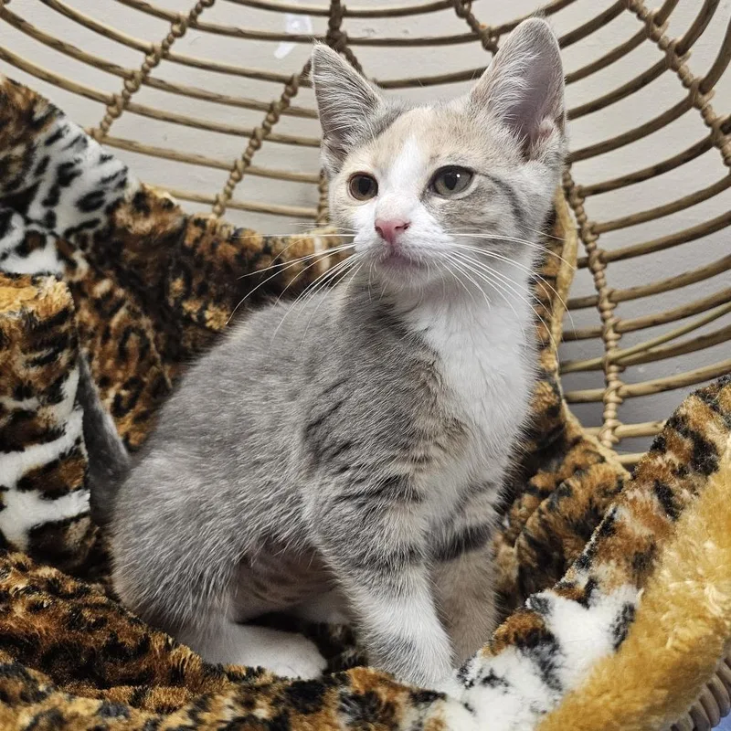 A baby small-sized female Calico Domestic Short Hair cat named Mary for adoption in Monroe, MI