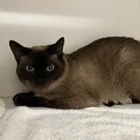 An adult medium-sized male Brown / Chocolate Siamese cat named Sardine for adoption in Hilliard, OH