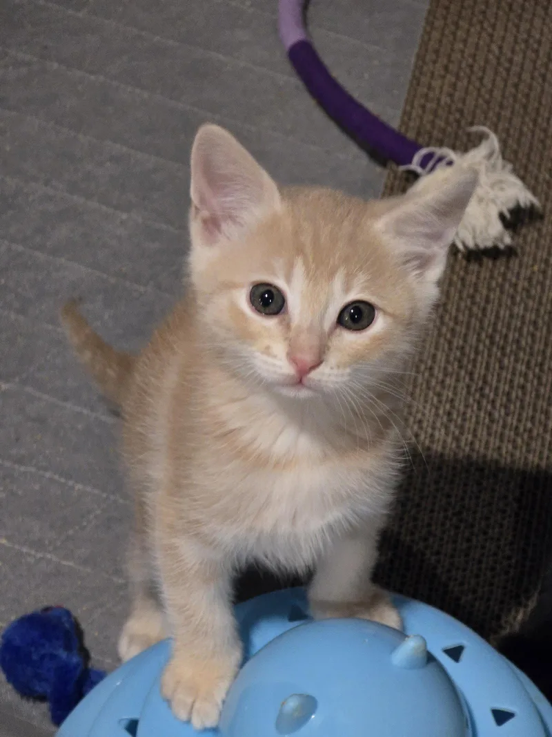 A baby medium-sized female Orange & White Domestic Medium Hair cat named Luiza for adoption in San Jose, CA