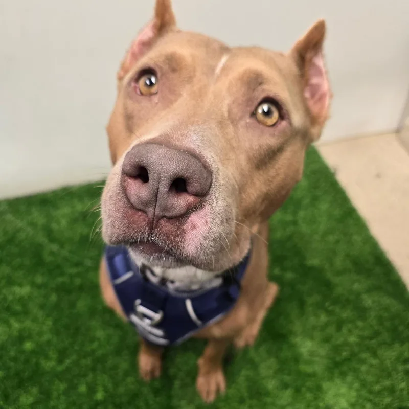 An adult medium-sized female Yellow / Tan / Blond / Fawn Pit Bull Terrier dog named Mula for adoption in Columbia, MO