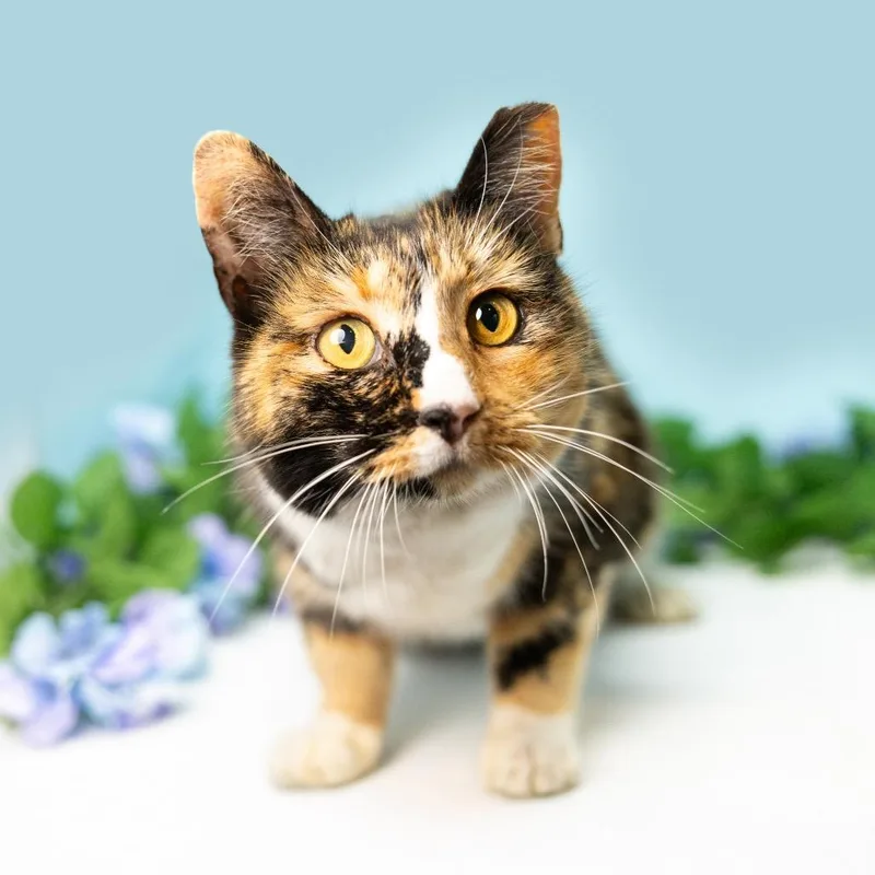 A senior medium-sized female Domestic Short Hair cat named Cali for adoption in Durham, NC