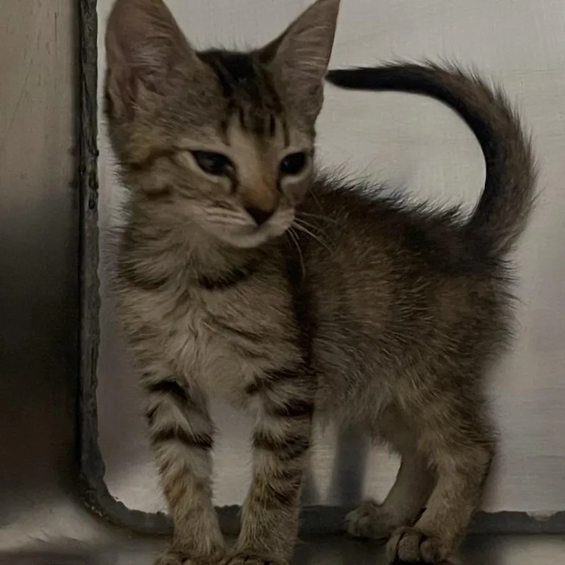 A baby small-sized female Brown / Chocolate Domestic Short Hair cat named Rumi for adoption in Valley, AL