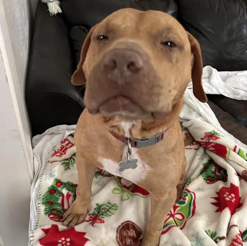 Prescott thumbnail 3