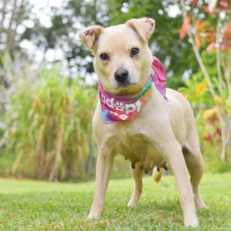 A senior medium-sized female White / Cream Mixed Breed dog named Coconut for adoption in Kailua Kona, HI