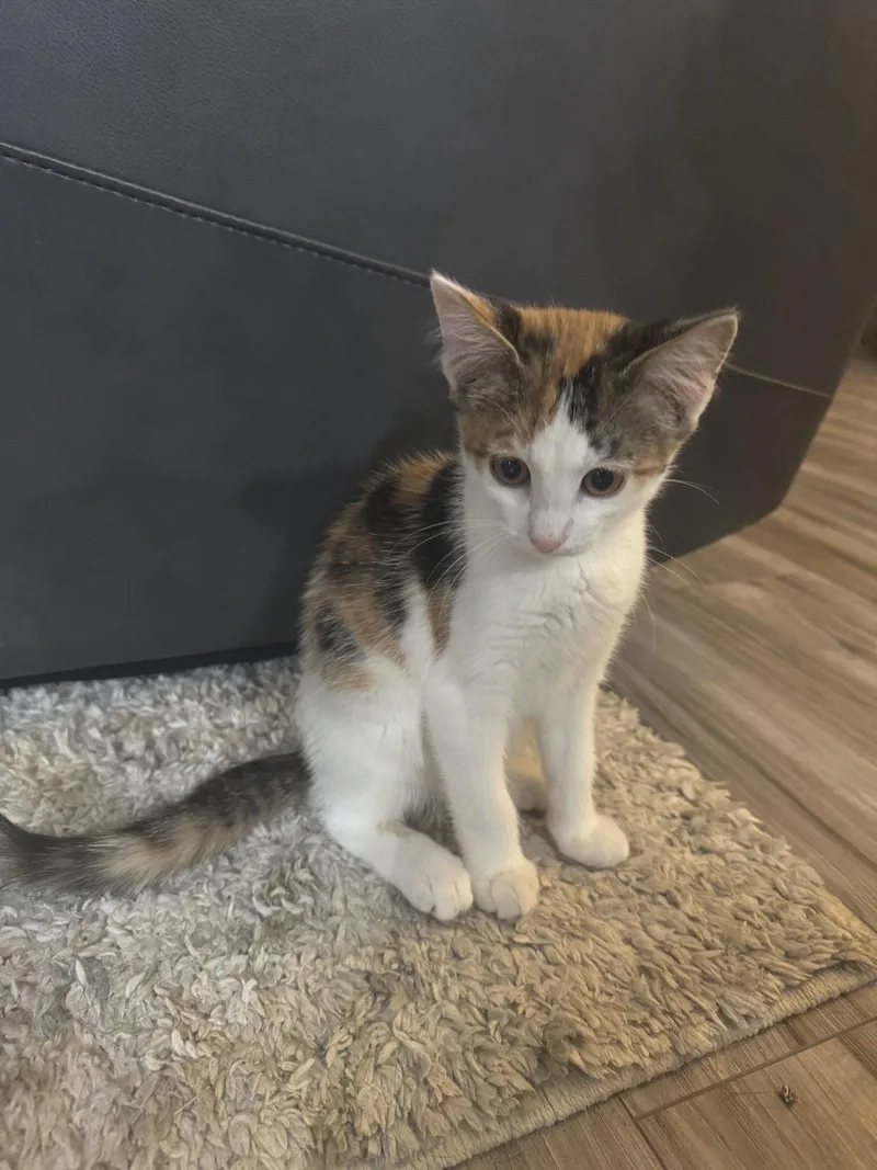 A baby medium-sized female Domestic Short Hair cat named Autumn for adoption in Lake Saint Louis, MO