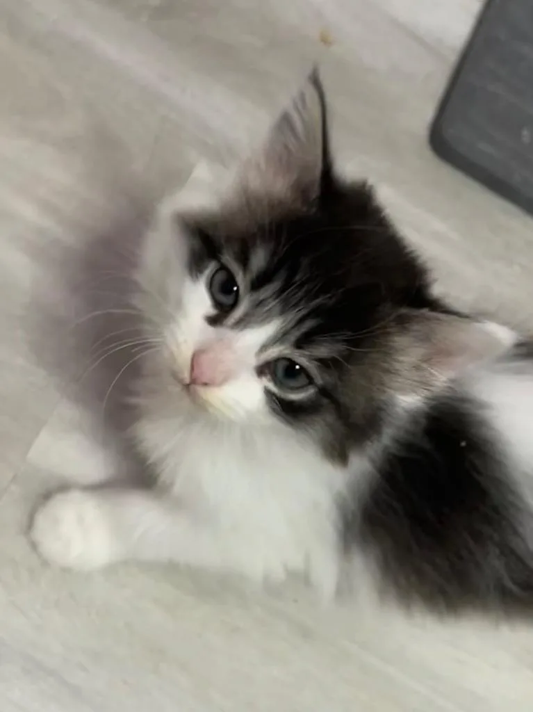 A baby small-sized female Domestic Long Hair cat named Elle for adoption in Newaygo, MI