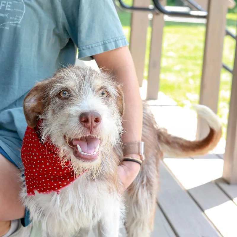 A young medium-sized male Yellow / Tan / Blond / Fawn Terrier dog named Benjiavail for adoption in West Grove, PA