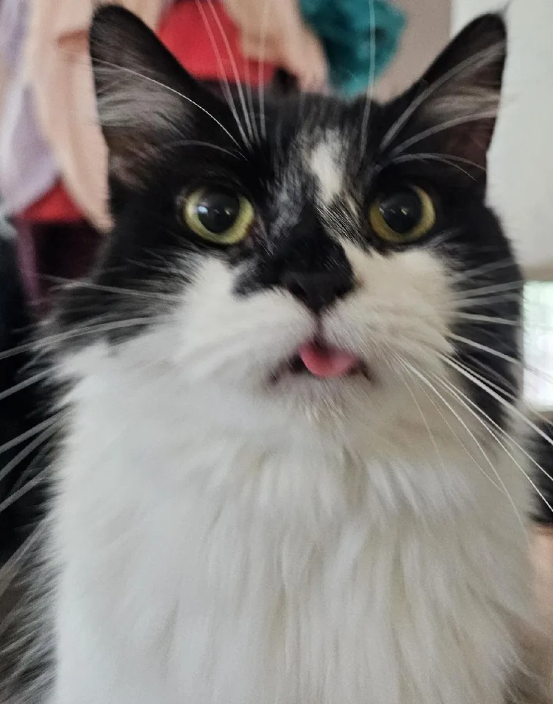 An adult medium-sized female Black & White / Tuxedo Domestic Medium Hair cat named Mona for adoption in Pittsboro, NC