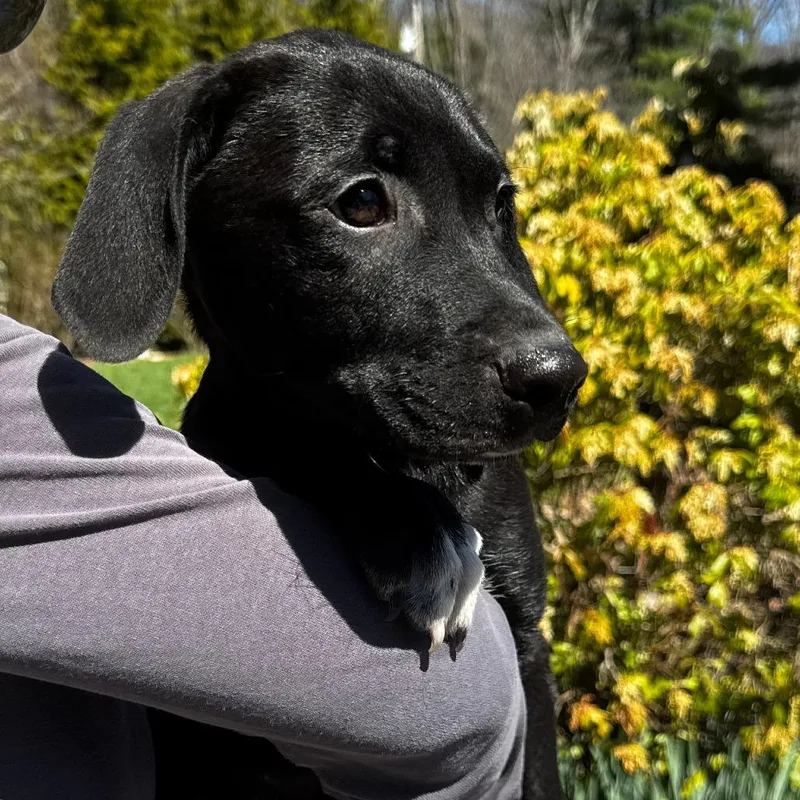 A baby large-sized male Black Black Labrador Retriever dog named Ny Cyrus Avail Apr for adoption in Eastford, CT