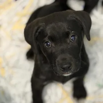 Ny Cyrus Avail Apr thumbnail 3