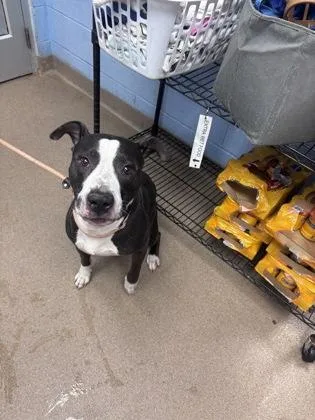 An adult large-sized male Mixed Breed dog named Cannon Ball for adoption in Chamblee, GA