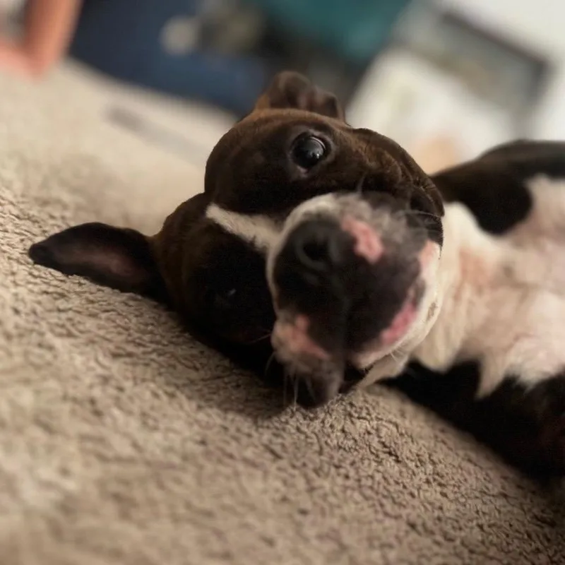 An adult medium-sized female Brown / Chocolate Pit Bull Terrier dog named Miss Piggy for adoption in Northville, MI
