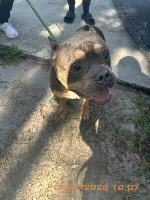 An adult medium-sized female Mixed Breed dog named Elvira for adoption in Melbourne, FL