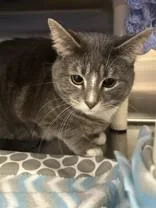An adult large-sized female Gray & White Domestic Short Hair cat named Moon for adoption in Lansing, MI
