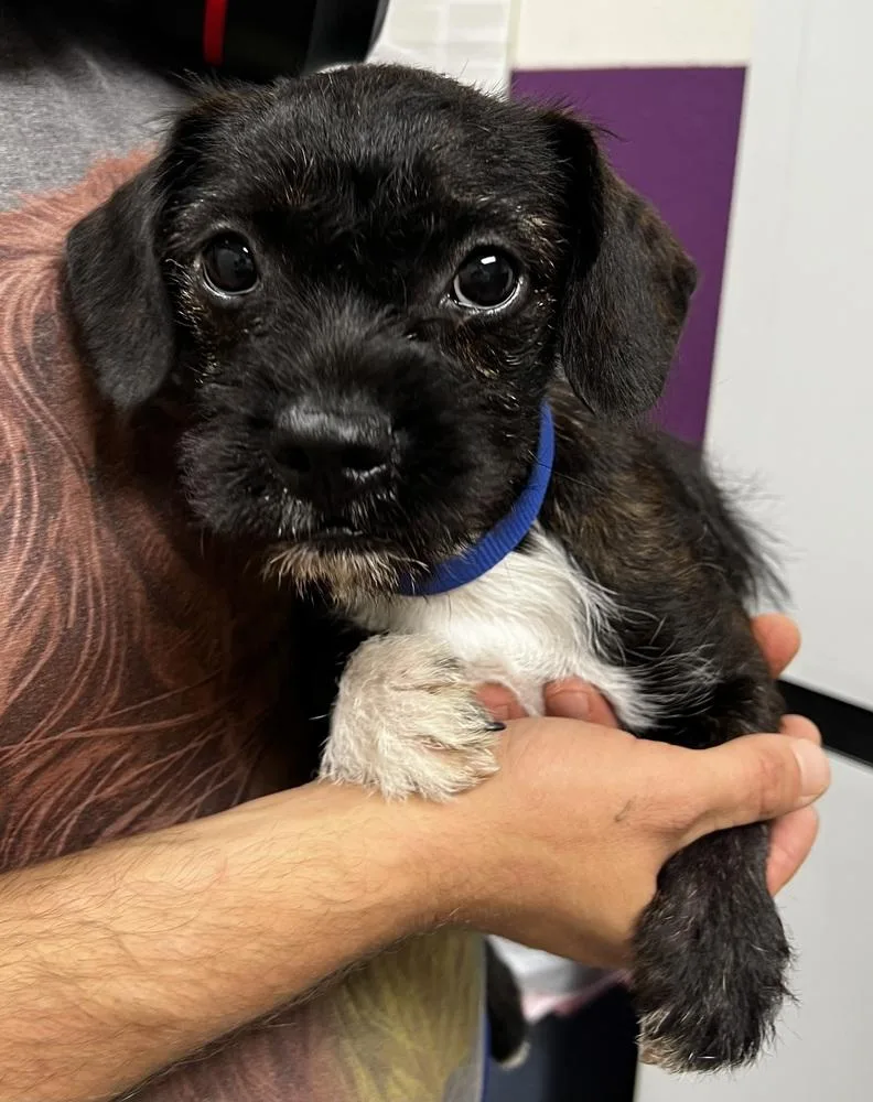 A baby small-sized female Terrier dog named Dora for adoption in Jamestown, CA
