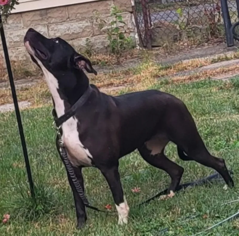 Sweet Rosie thumbnail 2