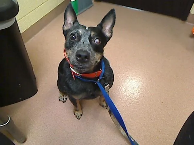 An adult medium-sized male Australian Cattle Dog / Blue Heeler dog named Cash for adoption in Cookeville, TN