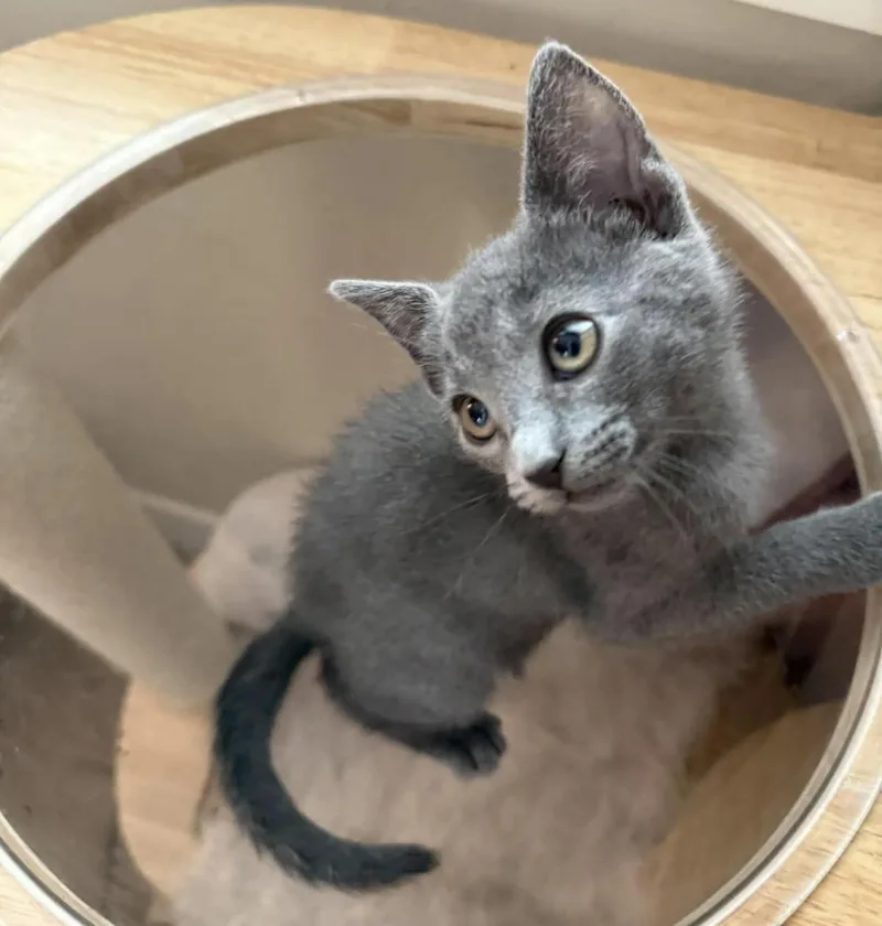 A baby medium-sized female Gray / Blue / Silver Domestic Short Hair cat named Moana Disney for adoption in Chandler, AZ