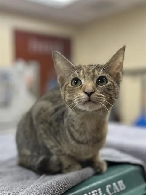 A baby small-sized female Domestic Short Hair cat named Holly for adoption in Aliquippa, PA