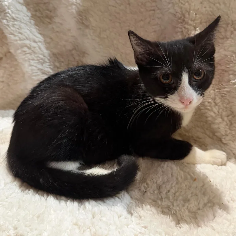 A baby small-sized female Black Domestic Short Hair cat named Olivia for adoption in Webster, TX
