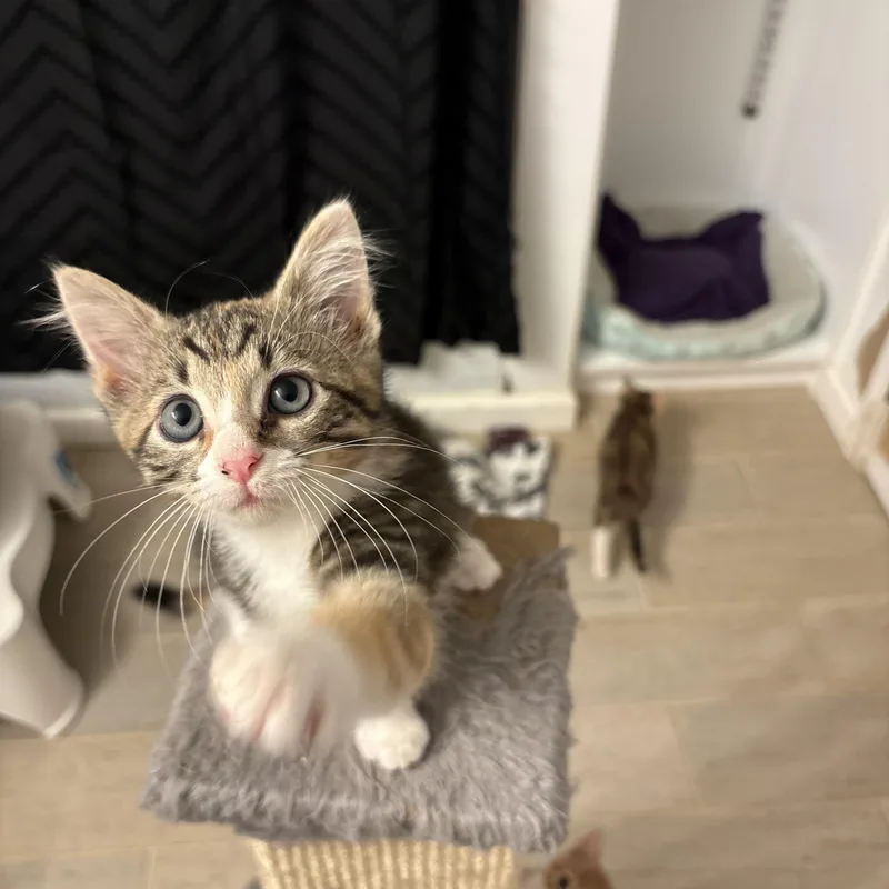 A baby medium-sized female Domestic Short Hair cat named Sable for adoption in Chesapeake Beach, MD
