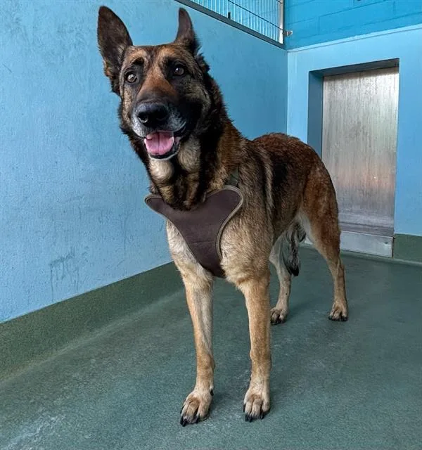 An adult large-sized female German Shepherd Dog dog named Yara for adoption in Baldwin Park, CA
