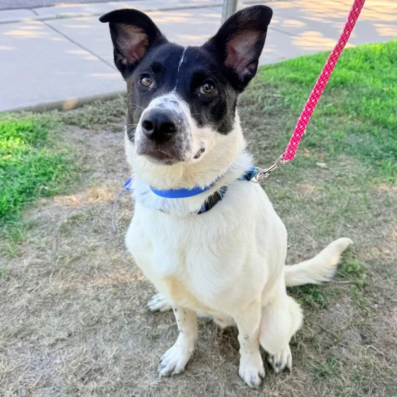 A young medium-sized male Australian Cattle Dog / Blue Heeler dog named Charlie for adoption in Parker, CO
