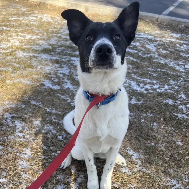 Charlie thumbnail 3